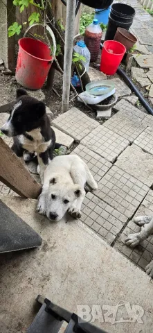 Алабай , снимка 3 - Алабай - 50339266