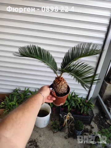 ЦИКАС, снимка 7 - Разсади - 48406399