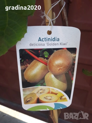 Киви Голд-Златно киви, снимка 4 - Градински цветя и растения - 28817698