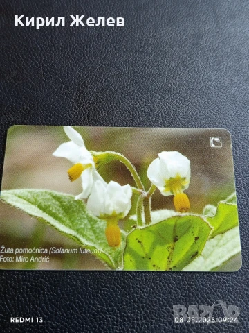 Фонокарта ХЪРВАТИЯ ФЛОРА много красива за КОЛЕКЦИЯ ДЕКОРАЦИЯ 50027, снимка 7 - Колекции - 51293838