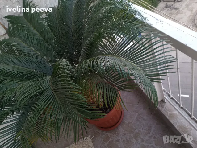 Палма Цикас, снимка 6 - Градински цветя и растения - 45891628