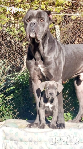 Кане корсо свободно момиче , снимка 6 - Кане корсо - 53083867