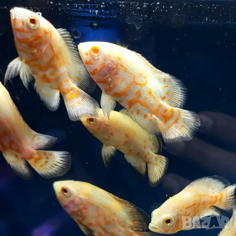 Астронотус албино 6см