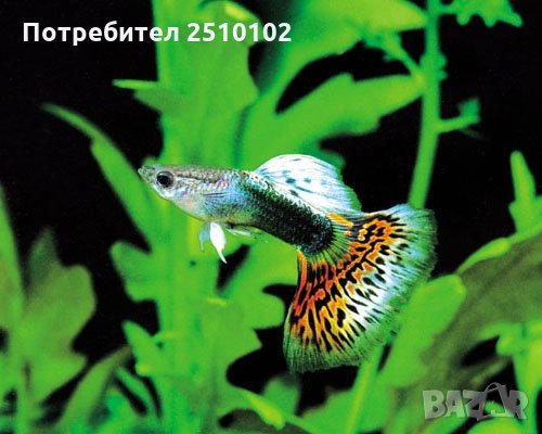 Декоративни риби на едро - собствено производство ТОП ЦЕНИ, снимка 6 - Рибки - 28319365