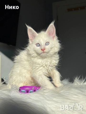 Мейн кун котенца / Мейн куун котенца / Maine coon kittens, снимка 3 - Мейн кун - 50068719