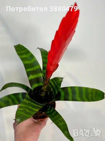  красиво цвете Vriesia Era 