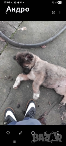 кавказка овчарка мъжко на два месеца, снимка 3 - Кавказка овчарка - 52771755