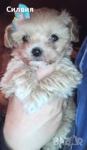 предлагам малтипу момченце , снимка 3 - Пудели - 53536366