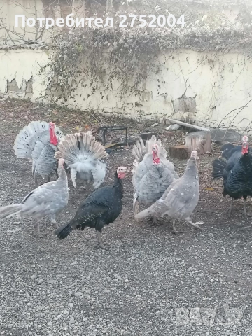 пуйки и пуяци , снимка 3 - Кокошки и пуйки - 52834291