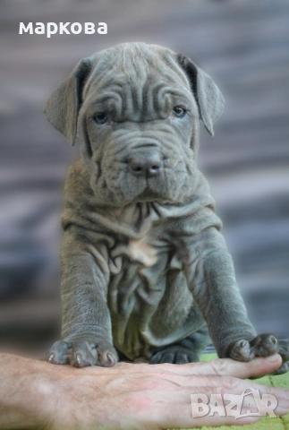 неаполитаански мастиф