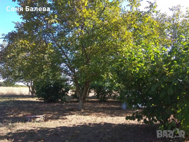 Орехова градина - 20 дка, снимка 2 - Земеделска земя - 26262761