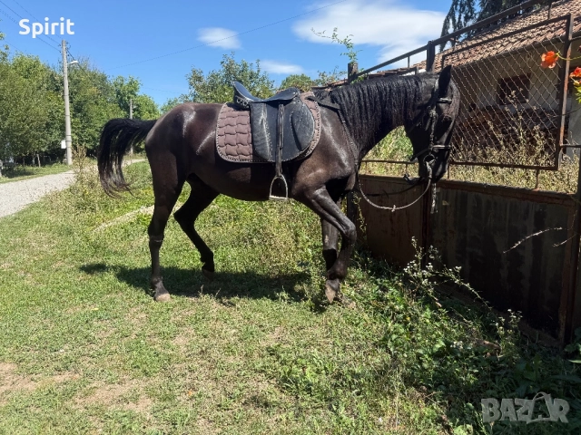 Ездитна кобила Марта