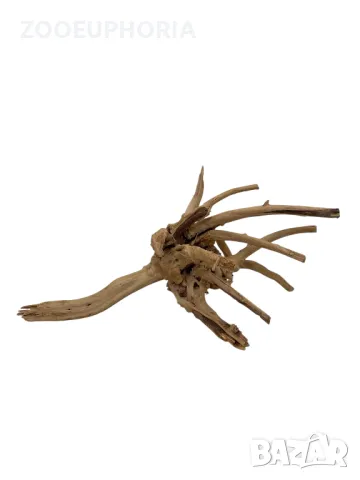 Корен азалия #16, снимка 1