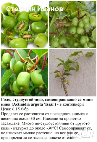 ПЛОДНИ ХРАСТИ В КОНТЕЙНЕРИ, снимка 7 - Градински цветя и растения - 53447504