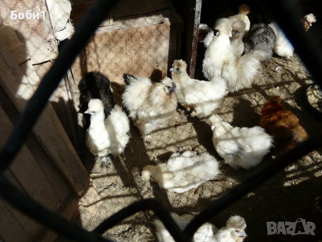 Яйца от копринки, снимка 9 - Кокошки и пуйки - 28681077