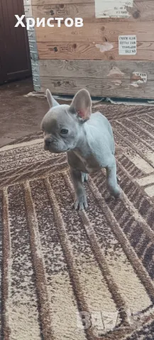 Френски булдог бебета ( Флуфи кариар и вижуал Флуфи), снимка 10 - Френски булдог - 49403264