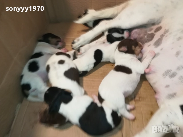 ДЖАК РЪСЕЛ-КУЧЕНЦА 2208250727, снимка 16 - Джак ръсел териер - 51449340