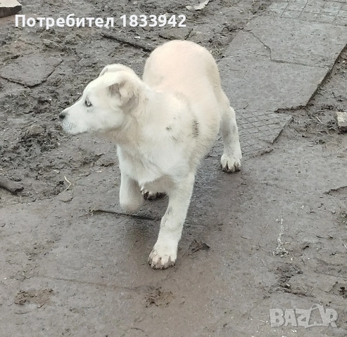 Кученца , снимка 5 - Други - 52580248