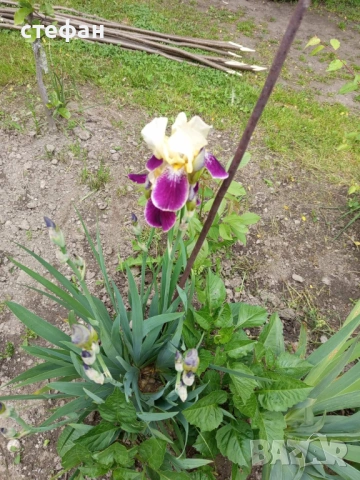 Продавам грудки ириси /перуника/