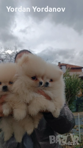 Померанчета 