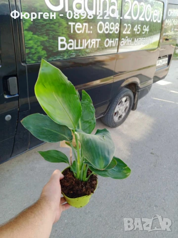 Стрелиция Налични 2 вида, снимка 5 - Разсади - 47241883