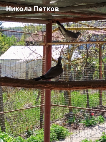 Гривеци , снимка 5 - други­ - 52127132