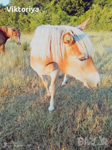 Селскостопански животни, кончета, снимка 12 - Коне - 50977814