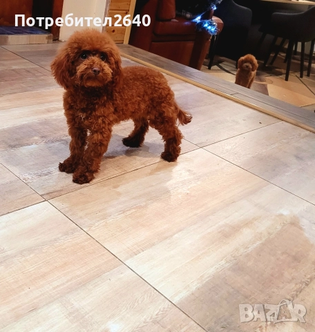 Той пудел red brown ДОСТАВКА!, снимка 6 - Пудели - 52797062