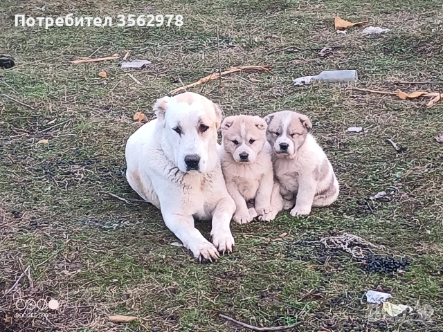 САО Алабай, снимка 4 - Алабай - 52820597