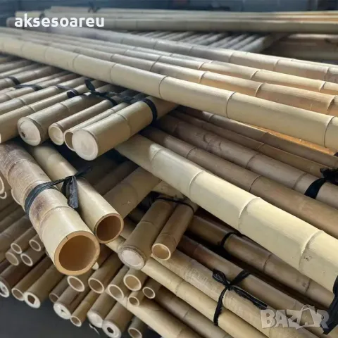 Качествени семена от бамбук Moso Bambo декоративни растения за дома бамбуков разсад за украса декор, снимка 9 - Сортови семена и луковици - 48995203