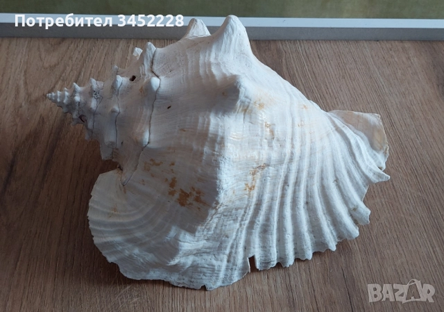 раковина голяма за ценители 