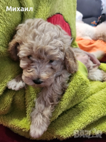 Чистокръвен Пудел, снимка 4 - Пудели - 52790746