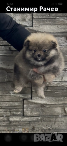 померан померани , снимка 6 - Померан - 52895815