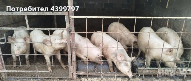 Прасета за угояване , снимка 2 - Прасета - 53608778