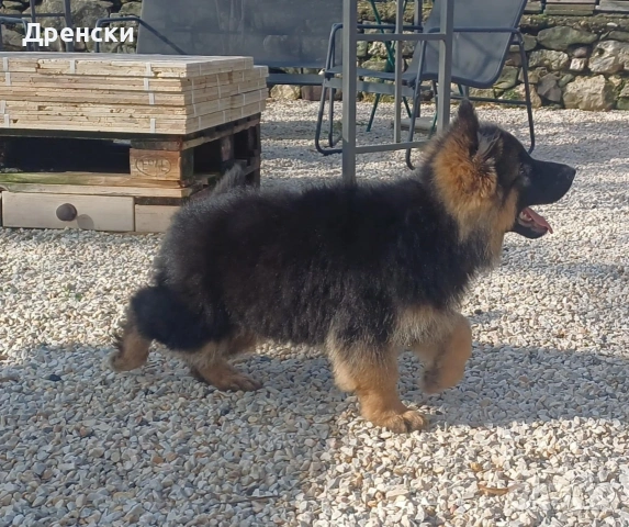 дългокосмести немски овчарки, снимка 6 - Немска овчарка - 53396729