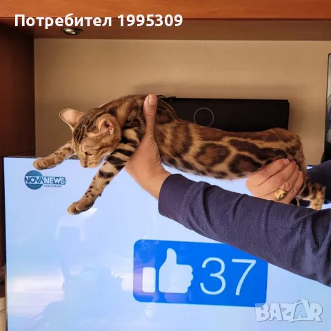 Бенгалско коте, снимка 3 - Бенгалски - 47651311