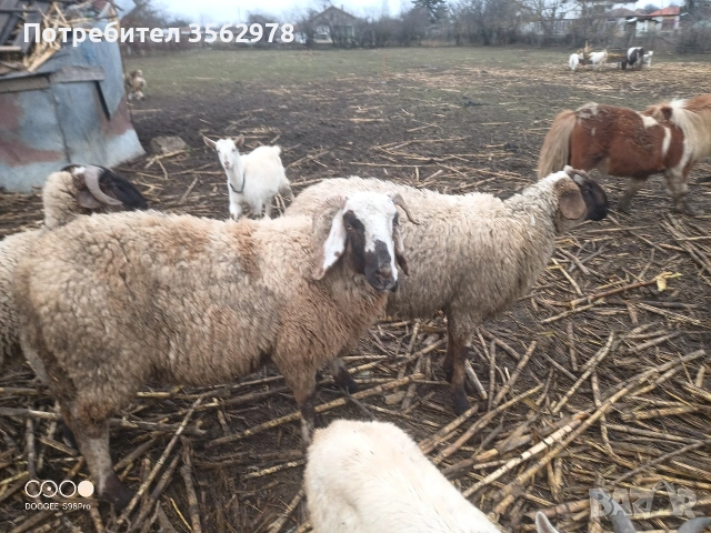 шилета , снимка 3 - Овце - 53289584