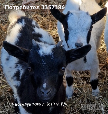 Продавам Декоративни Кози, снимка 4 - Кози - 52865396