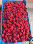 Предлагам елитен расад ягуди и малини, снимка 5