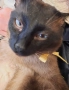 Сиамец Котарак Възпитан , снимка 1