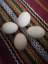 Разплодни яйца от катунски кокошки, снимка 5