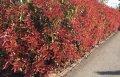 Фотиния-(Photinia Red Robin), снимка 8