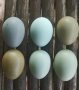 Оплодени Зелени яйца за инкубация 