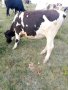 Продавам телета, снимка 1 - Крави - 44003760