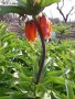 Ходжово лале, снимка 1 - Градински цветя и растения - 35426781