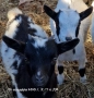 Продавам Декоративни Кози, снимка 4