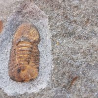 Фосил на Cyclopyge Sibilla - Палеозойска ера, снимка 3 - Колекции - 37910660