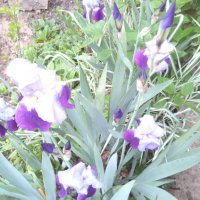 Ирис градинска ружа 💥, снимка 2 - Градински цветя и растения - 12143690