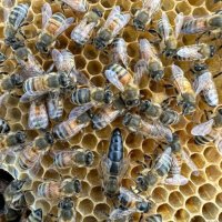 Пчелни отводки  сезон 2024 записване, снимка 4 - За пчели - 43262933