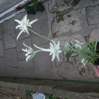 Еделвайс, снимка 6 - Градински цветя и растения - 28181049